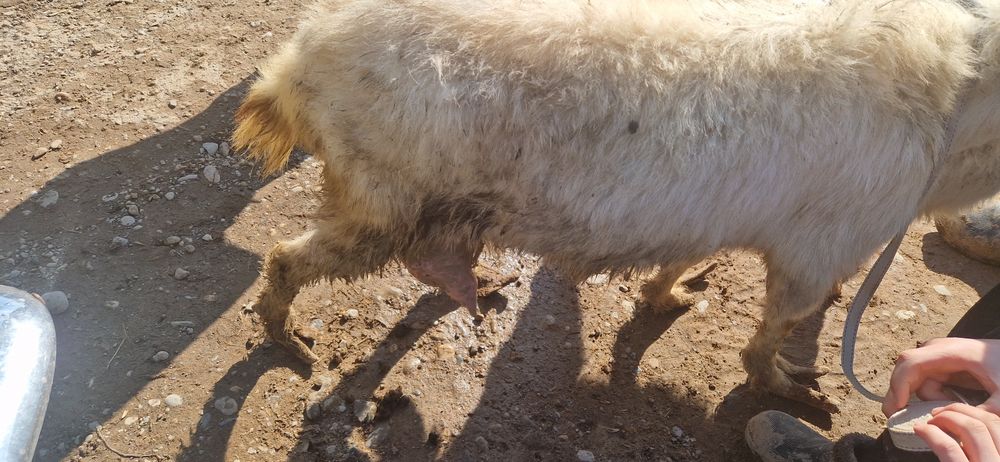 Сауынды ешки 1 еркек лагымен