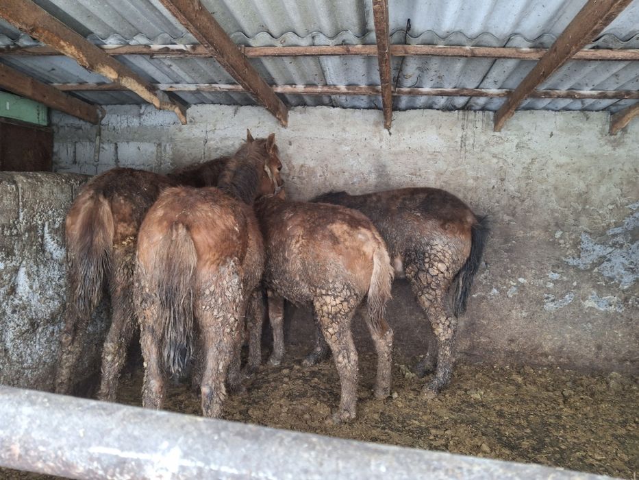 Уш байтал , бир кунан