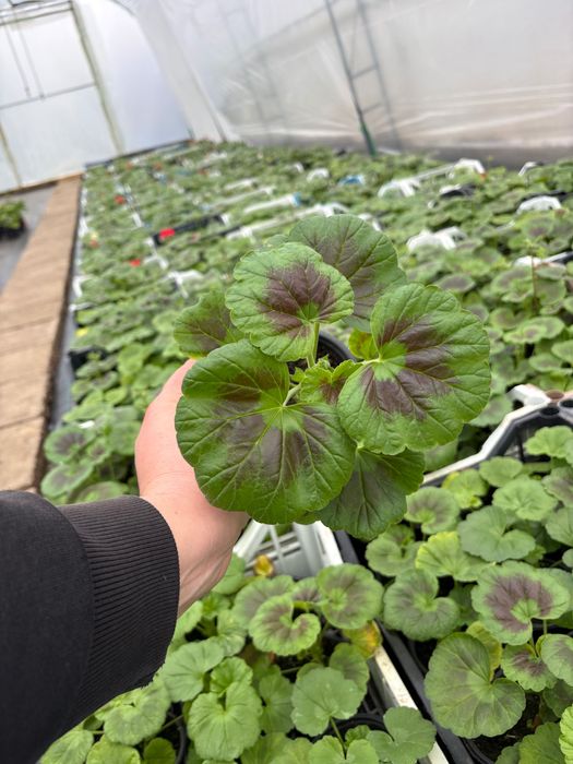 Мушкато за балкон, градина и саксии – свежи и здрави растения