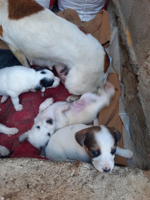 Продам щенков звонков