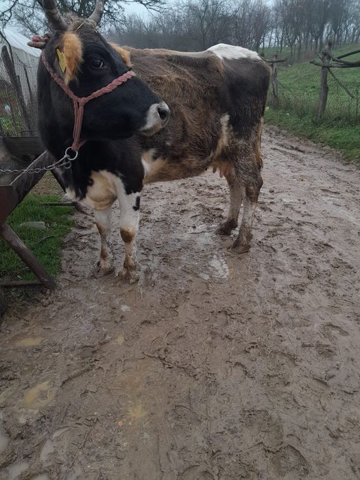 Vand vaca cu vitel an burta  are si lapte