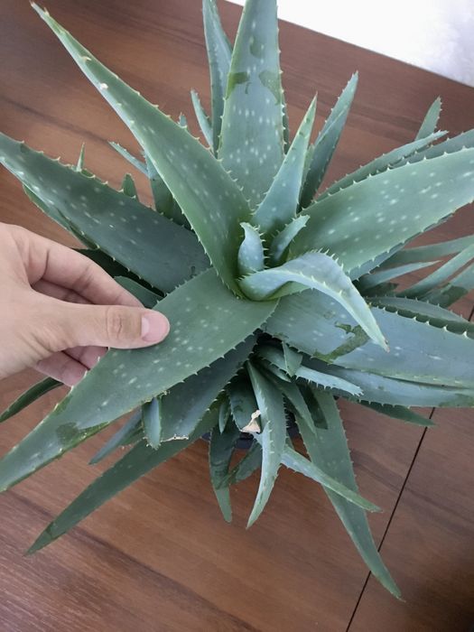 Продаю алое разные: алое вера и древовидный