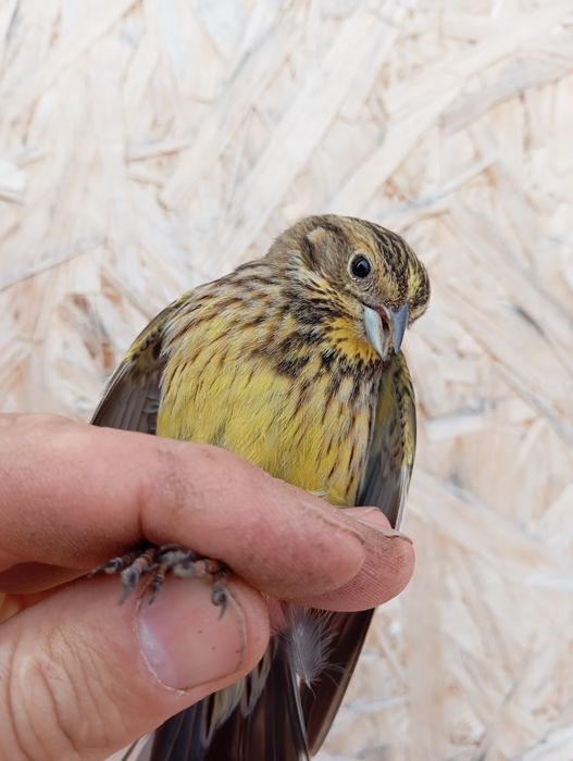 Продам выдержанную птицу