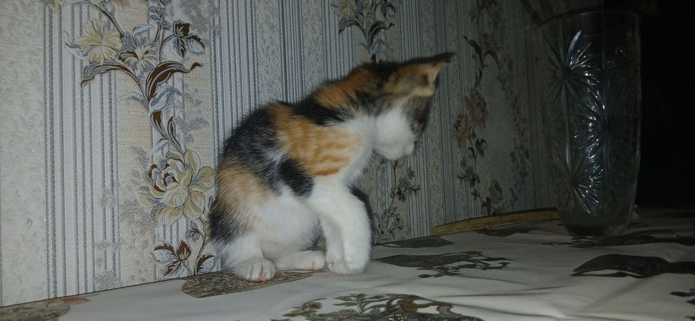 Котёк 2 месячный карамелька