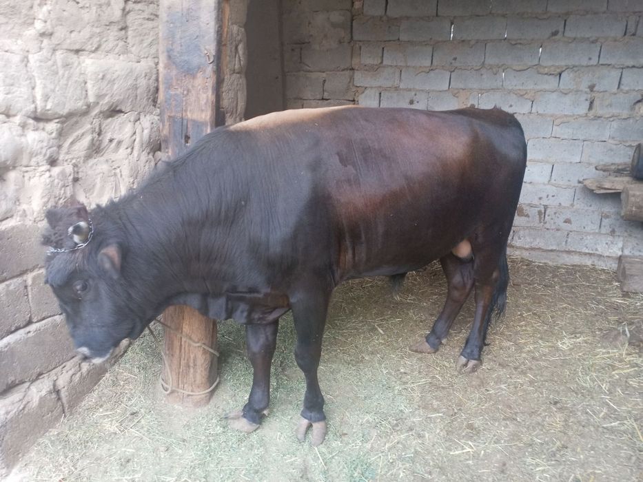 Shu Xukizlar sotiladi