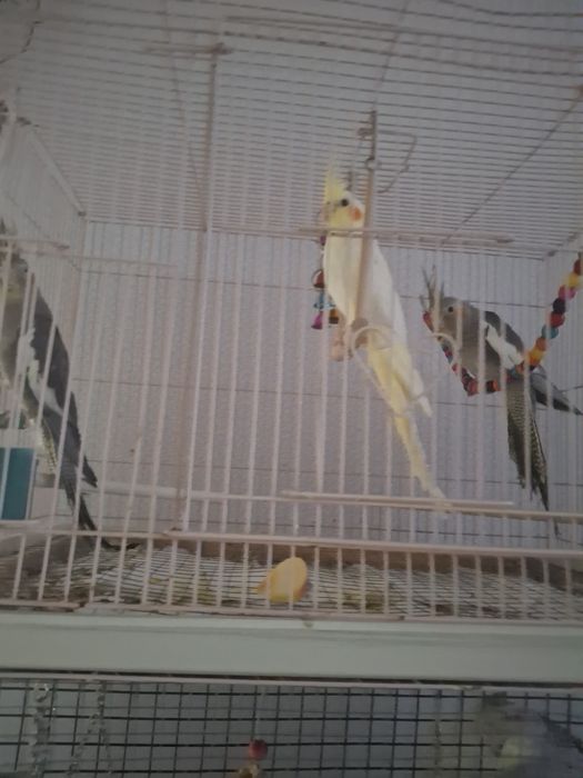 Молодой птенец кореллы