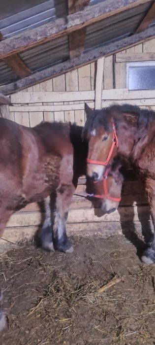 Vând un mânz  si o mânză  in varstra de 10 luni