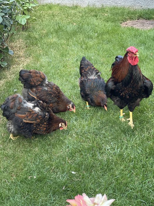 Wyandotte Auriu Negru Bordurat