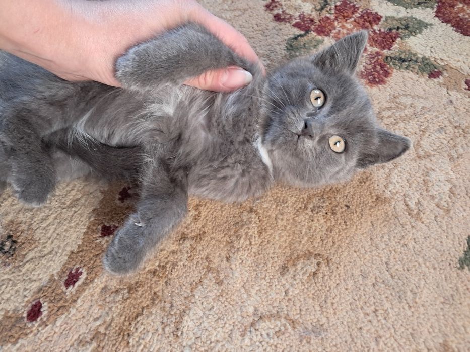 Котенок пепельный окрас, 2 мес.