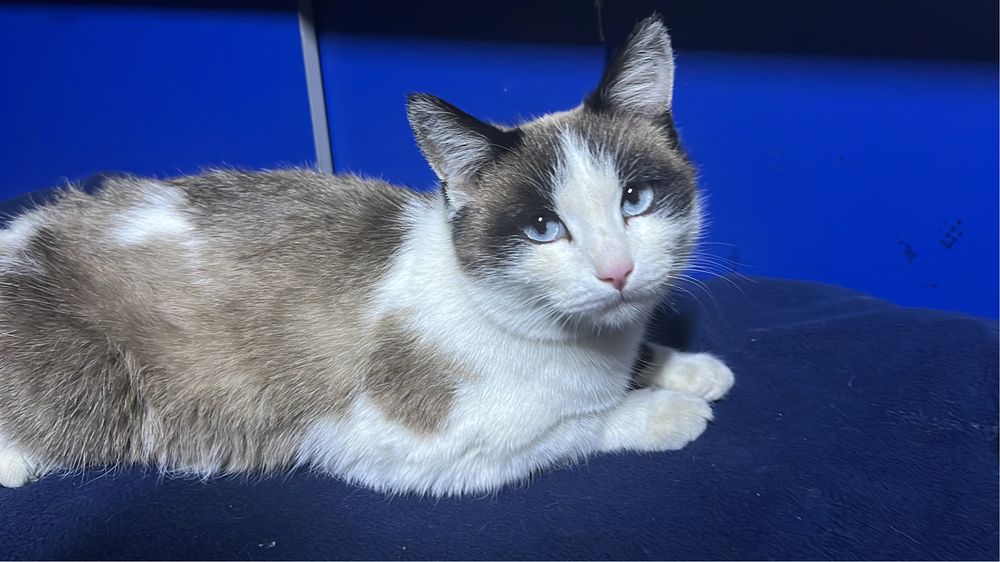 Отдам в хорошие руки