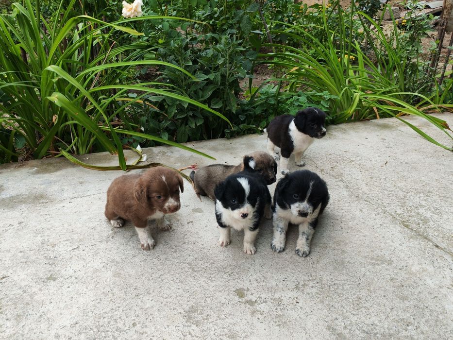 Спаниель охотник. Spaniel ovchi kuchuk bolalari