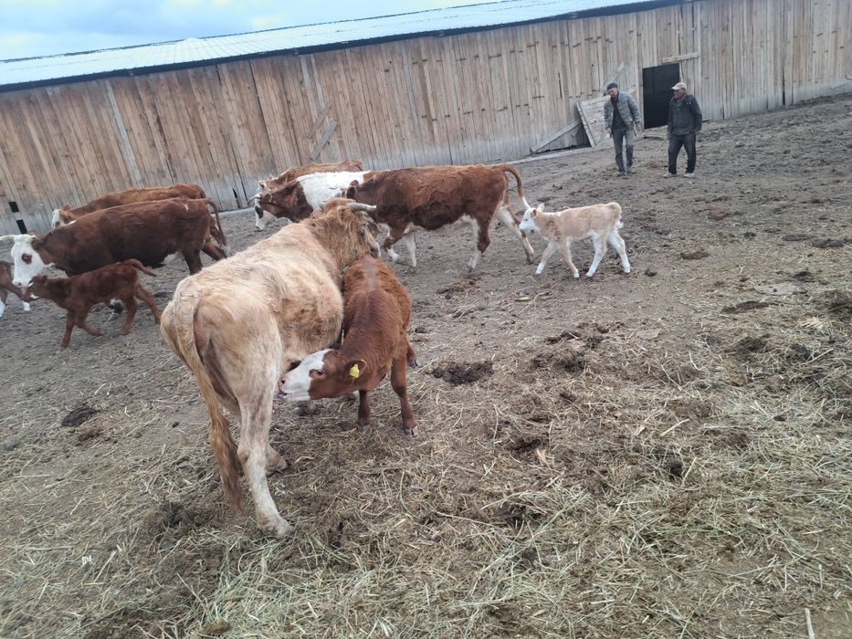 Коровы с  телятоми