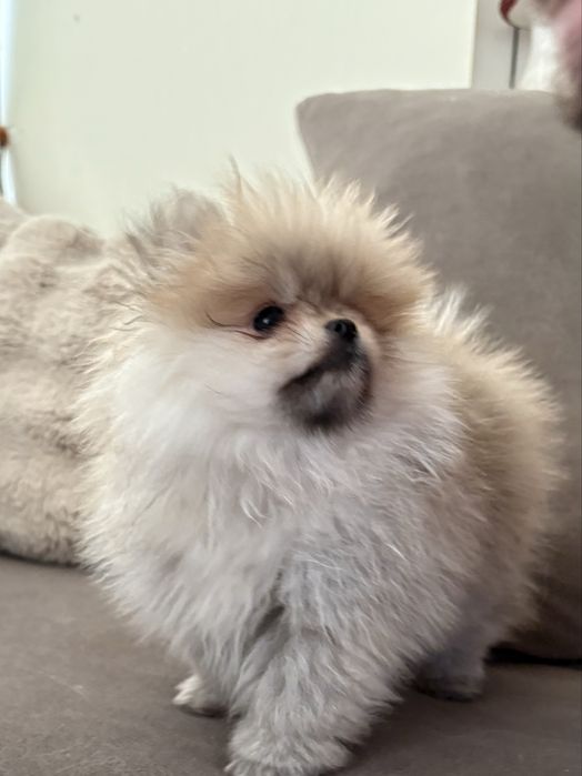 Померан със родословие