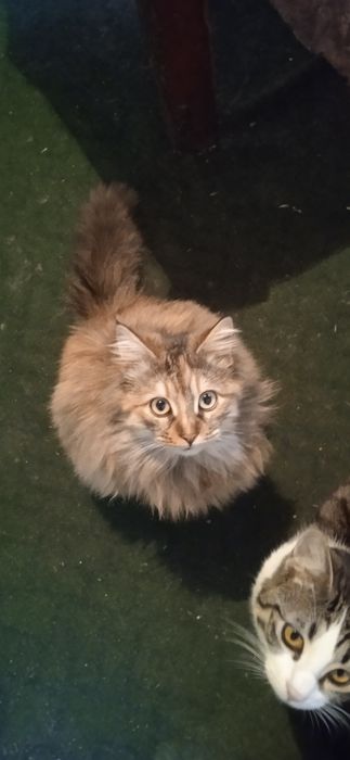 Кот и кошечка в добрые руки