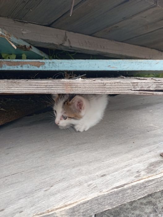 Даром котята хорошие