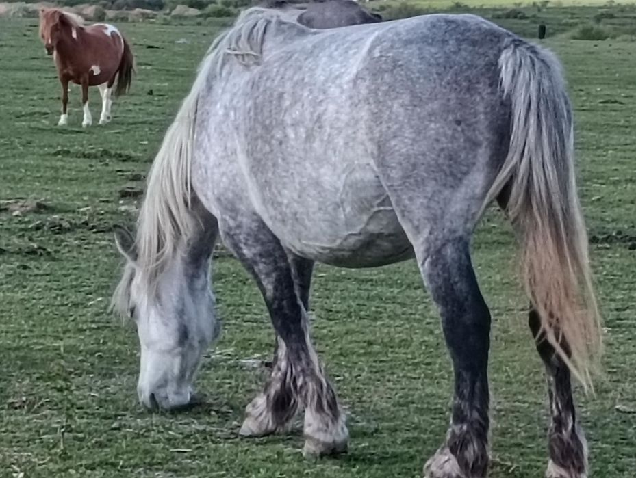 Vand iapa sura gestanta in varsta de 4 Ani cu 3500 euro