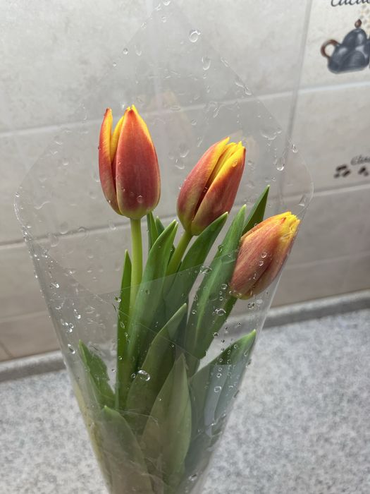 Тюльпан по 650тг шт