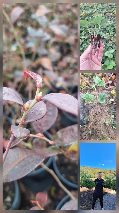 ПРОДАЖБА НА РАЗСАД – БОРОВИНКИ И ЯГОДИ,  Малки боровинки- изгодно