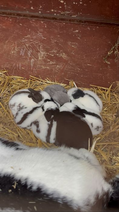 Iepuri Fluture german rasa pura