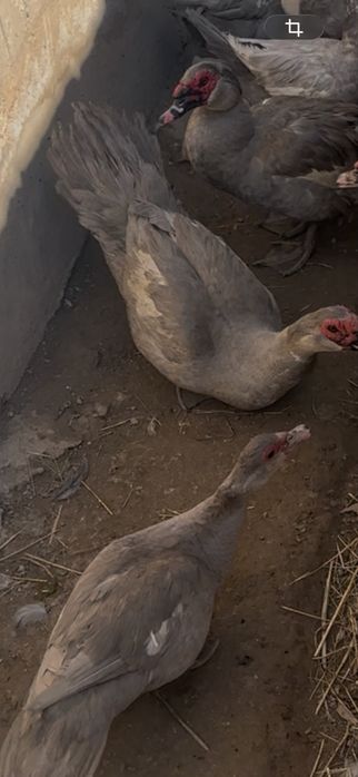 Лаванда индаутка коразы сатылады