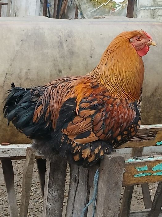 Cocoși și găini de vânzare