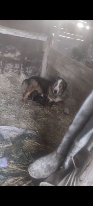 Күшік сатылады линия бар