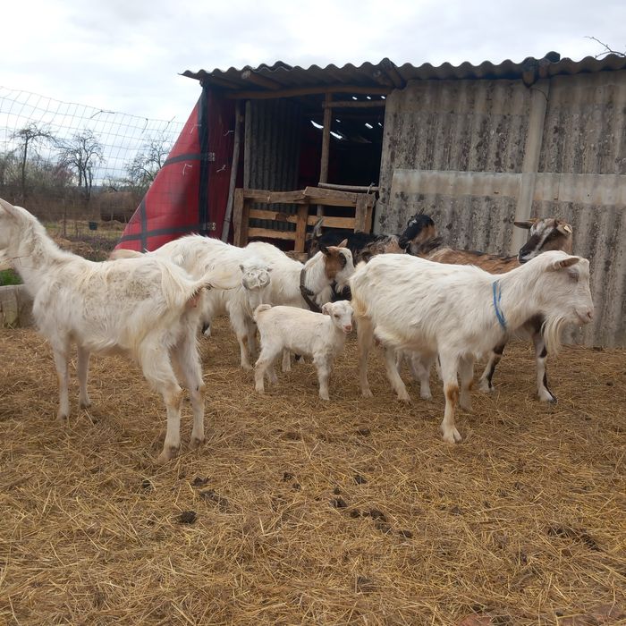 Vând 7 capre cu iezi