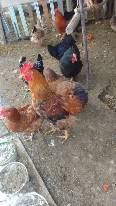 Продам петухов три штуки