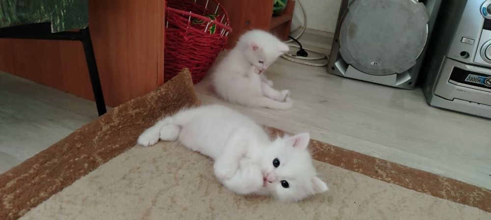 Продам прекрасных котят девочек