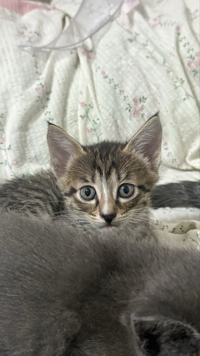 Отдам котят БЕСПЛАТНО