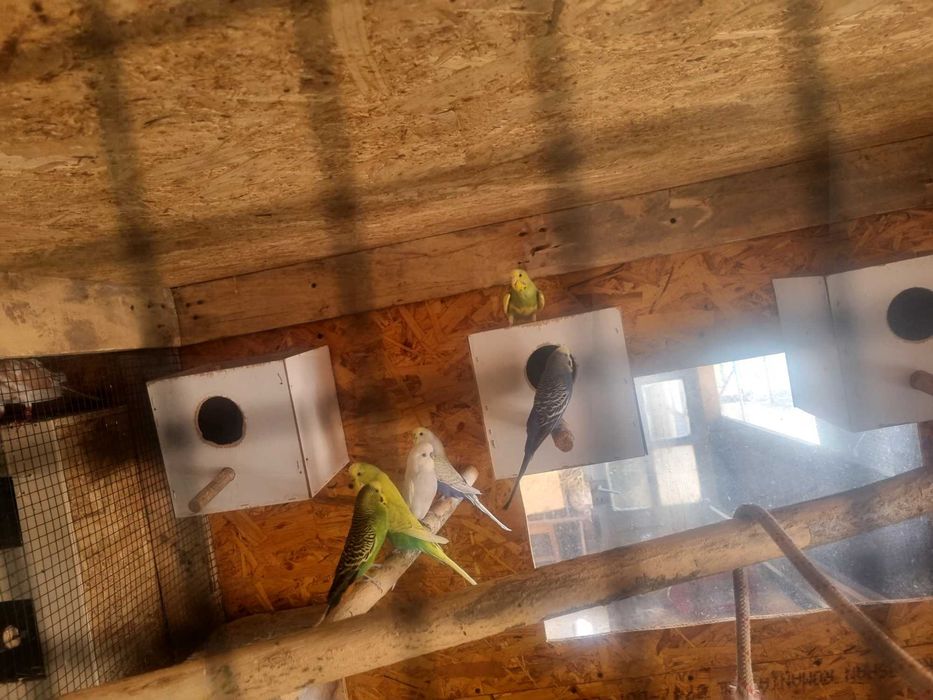 Papagali perusi,nimfe,agarponis gaini cochinchina pitic,australorp