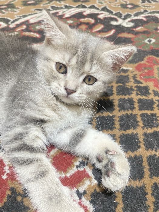 Zotor mushuk shelshela ikkalasi ham qiz bola zur mushuklar zeriktrmayd