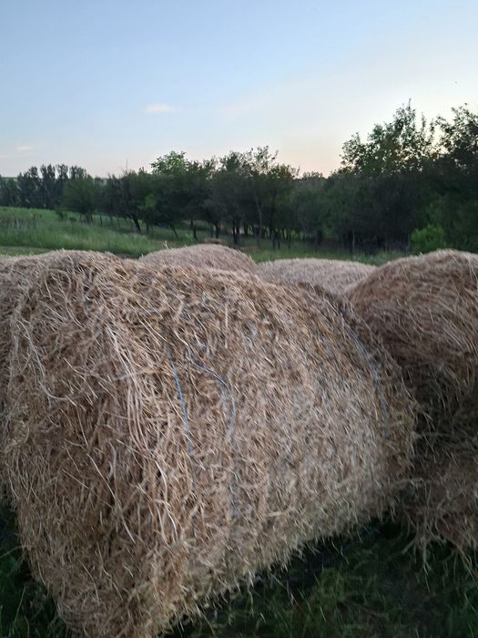 Vand baloți             .