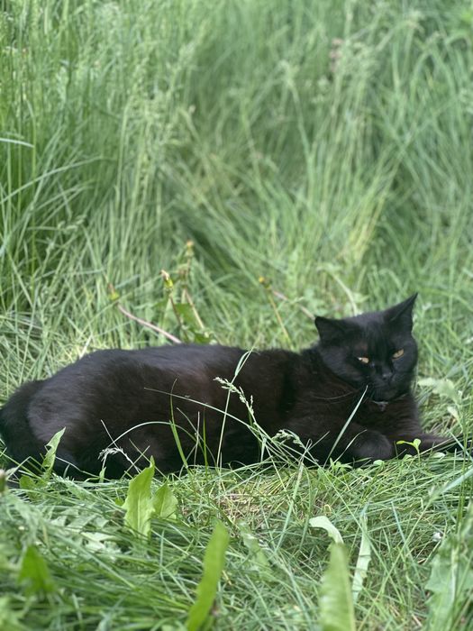 Кошка бесплатно