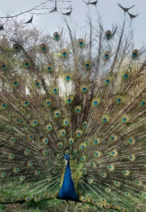 Păun matur 3 ani