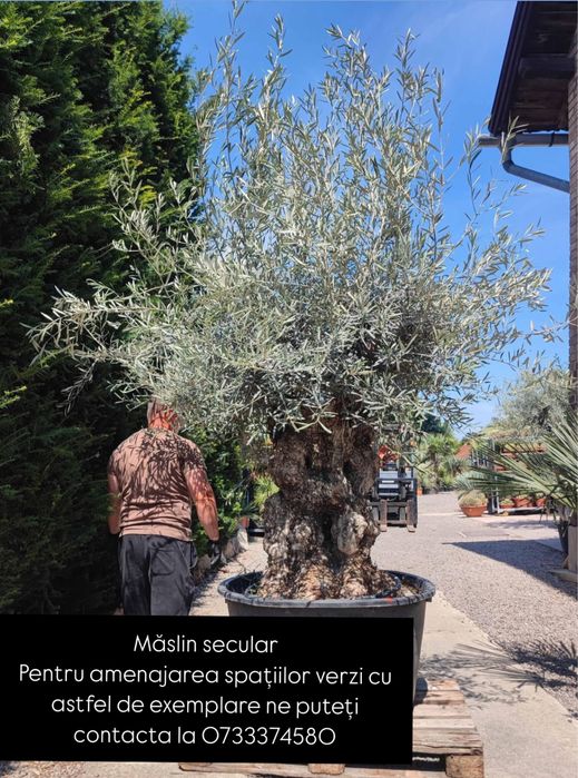 Vand masiln secular