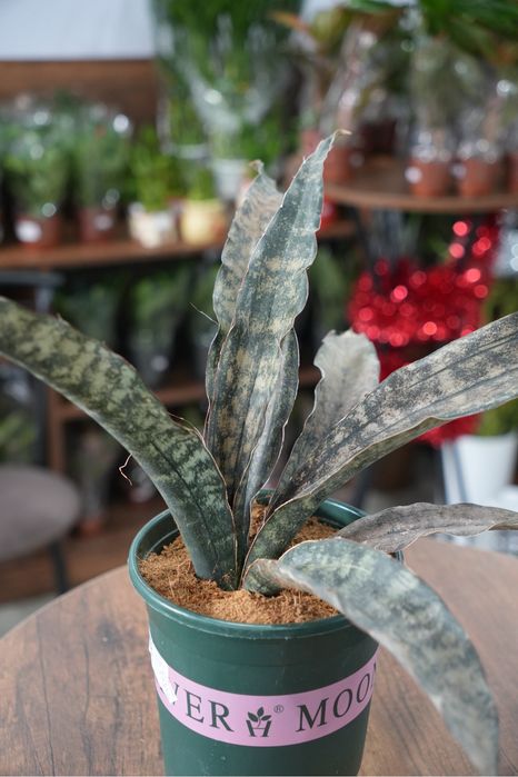 Сансевиерия Стар Каньон