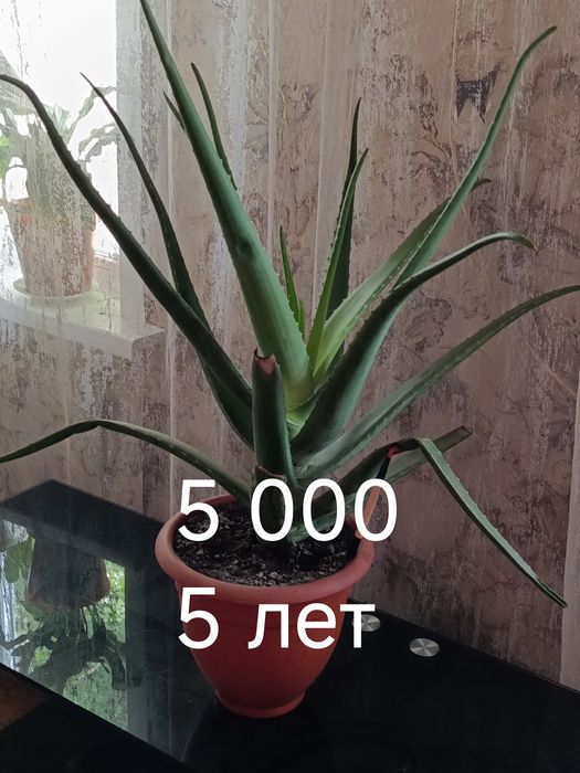 Комнатные растения
