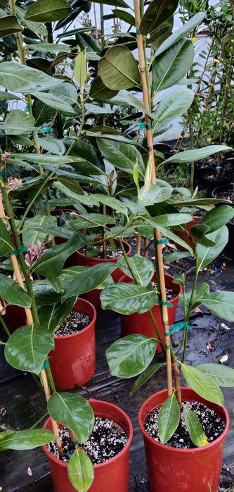 Магнолия Грандефлора/Magnolia Grandiflora