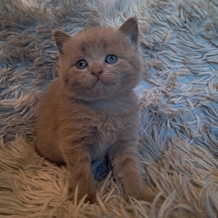 Котята полубританцы