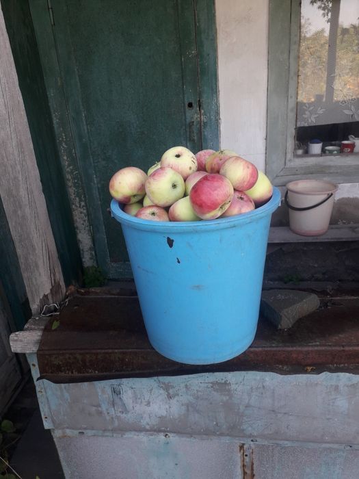 Продам дачные яблоки