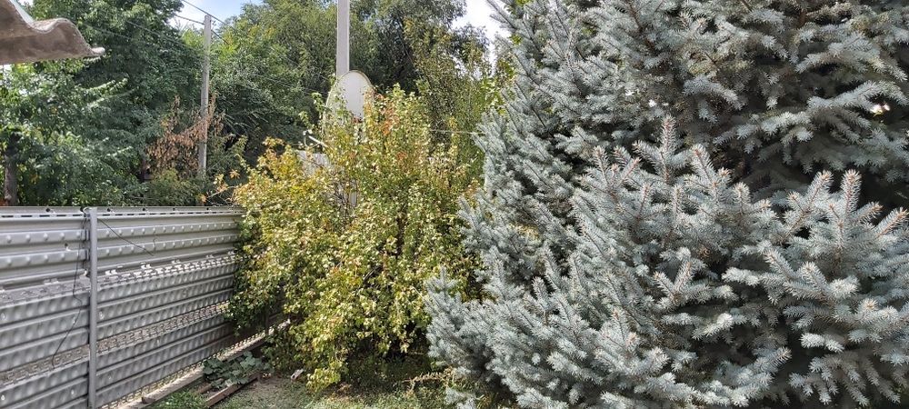 Голубая ель есть в продаже