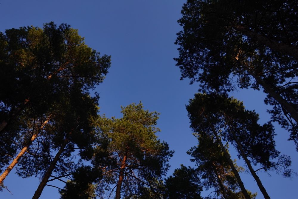 Фотоаппарат SONY RX100 M6