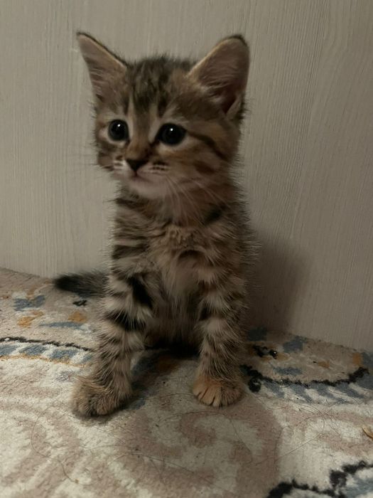 Отдам в хорошие руки