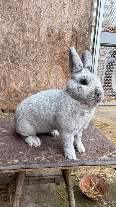 Femela argintiu francez si mascul albastru vienez