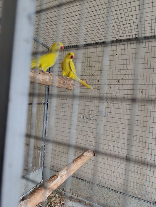 Toʻti satiladi sogʻlom qushlar