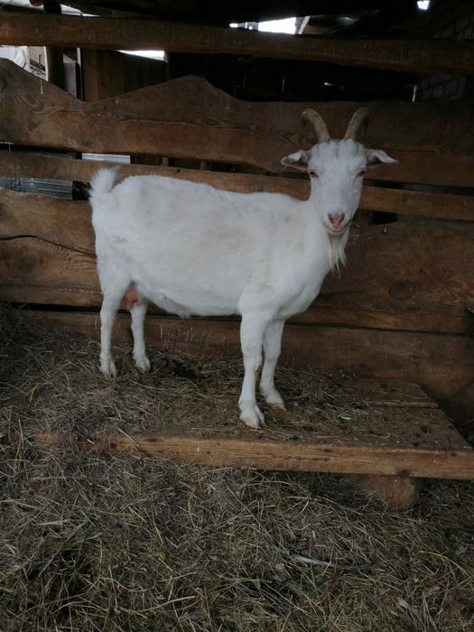 Продаются козы...