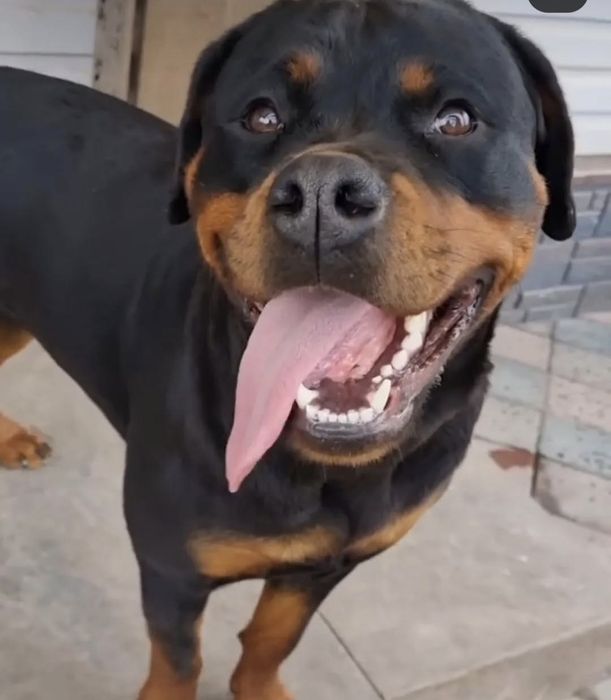 Ротвейлер. Щенки ротвейлера.