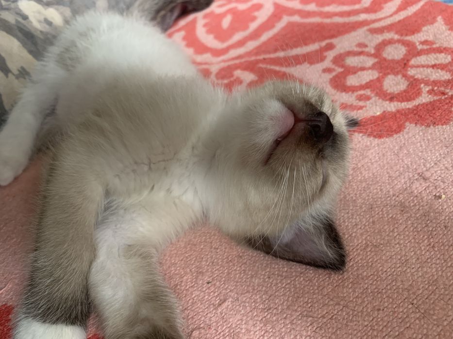 Котята в добрые руки!