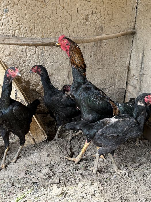 Dakan tovuq tuxumlari sotiladi.